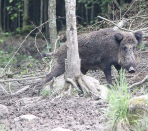 A sűrűben nem tudhattad, disznó fekszik vagy medve, ilyen helyeken gyakran együtt vannak