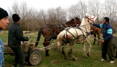 Nem kifizetődő a barompiac?