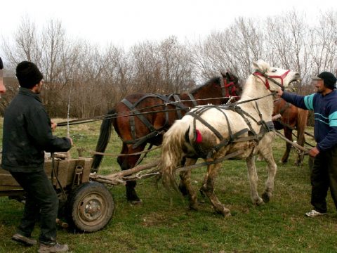 Nem kifizetődő a barompiac?