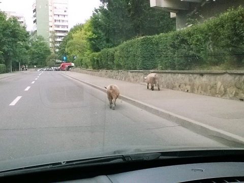 Akcióban a helyi erők