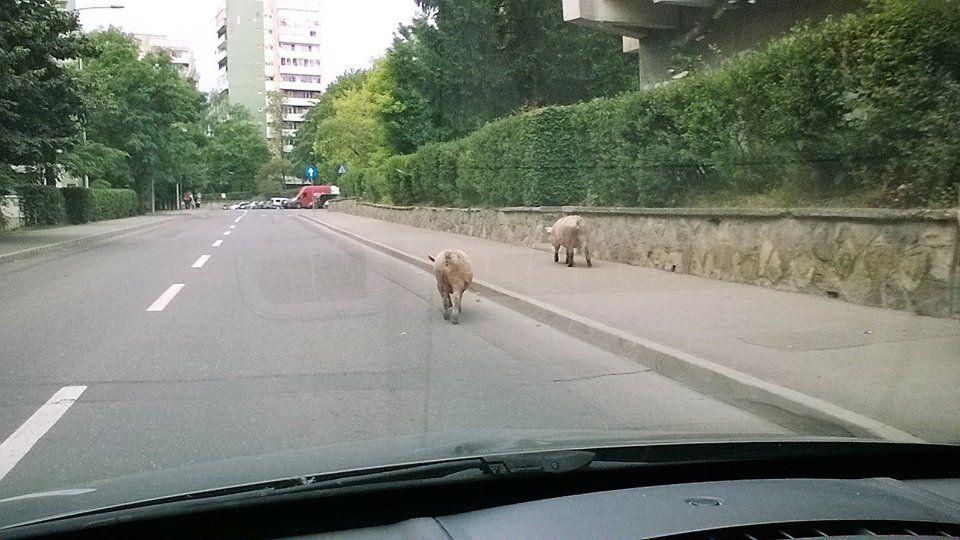 Akcióban a helyi erők