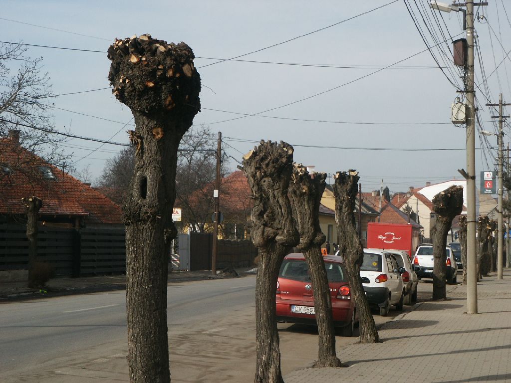 Díszfametszés láncfűrésszel