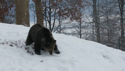 A vadvilág világnapja