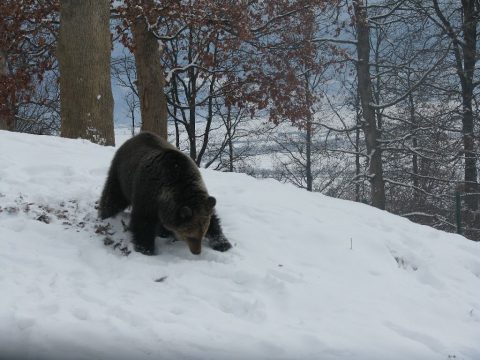 A vadvilág világnapja