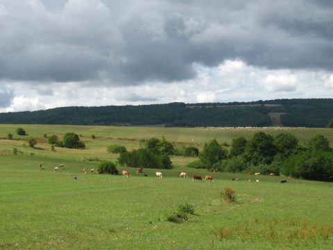 Olcsóbb a legelő