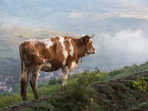 Különben nem lesz támogatás