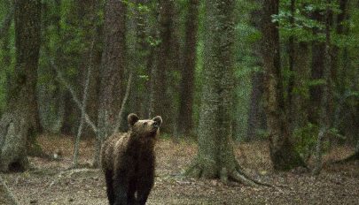 Valakiknek hasznos a hisztéria?