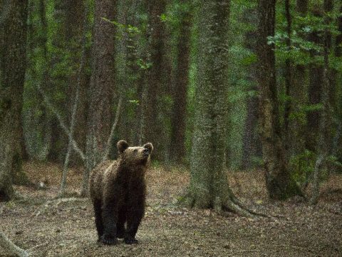 Valakiknek hasznos a hisztéria?