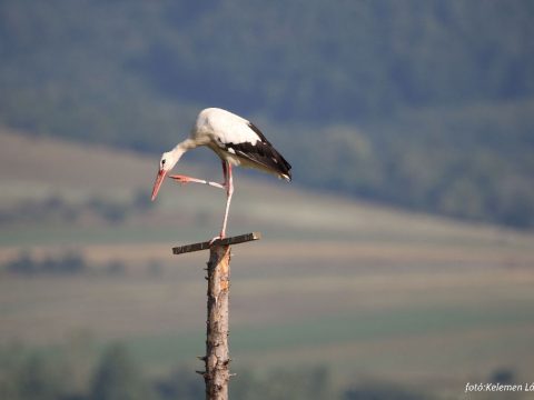 Vándorúton