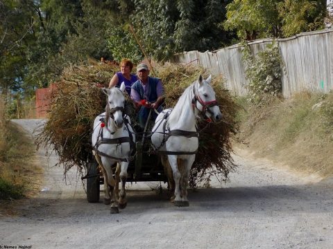 Cunami a Kárpát-medencében