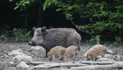 Medvelesen és őzbakvadászaton Erdőfülén