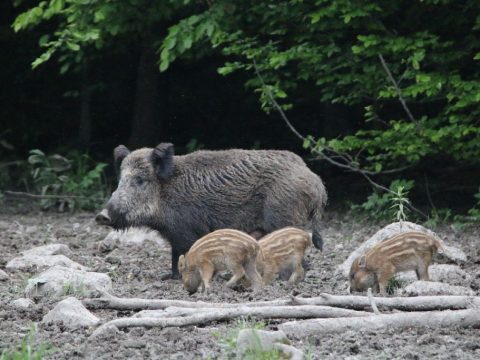 Medvelesen és őzbakvadászaton Erdőfülén