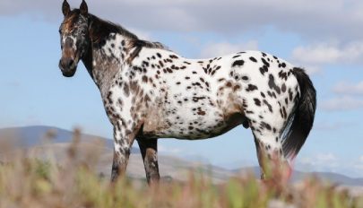 Az appaloosa