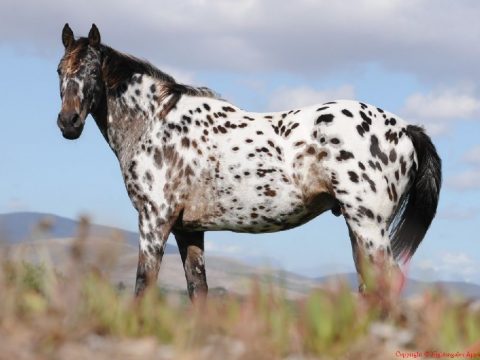 Az appaloosa