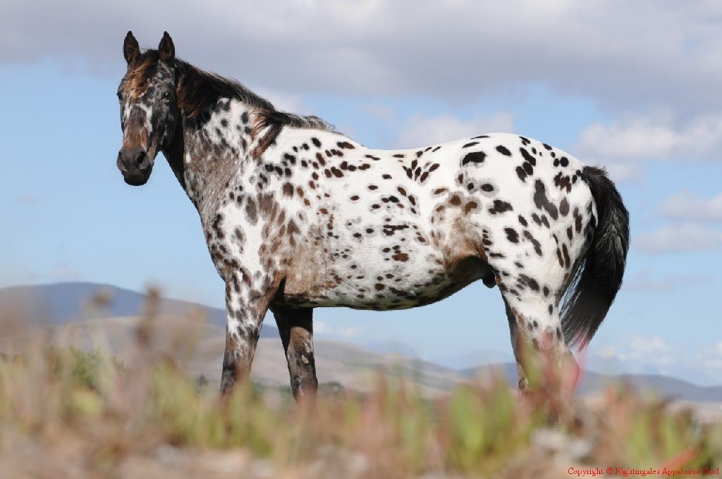 Az appaloosa