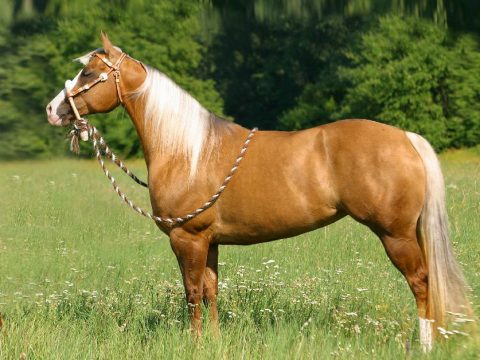 Az amerikai quarter horse