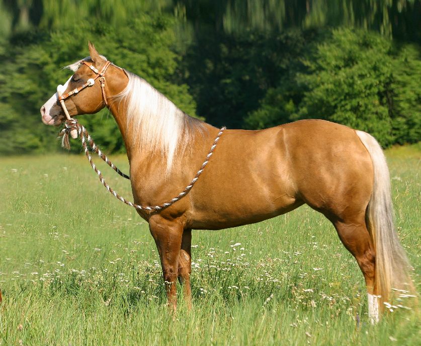 Az amerikai quarter horse