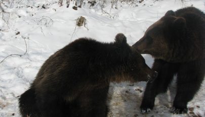 „Csak” juhokat ölnek