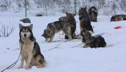 Plébánost is maguk közé csábítottak