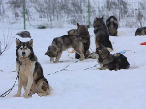 Plébánost is maguk közé csábítottak