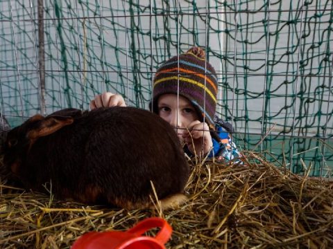 Dániába megy a székely nyúl