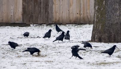 Varjúgondok a Józsiásban