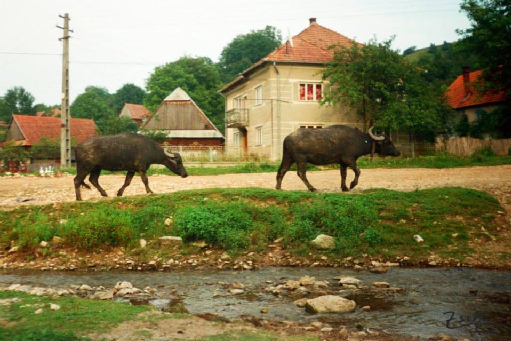 „Me, Zári, me”