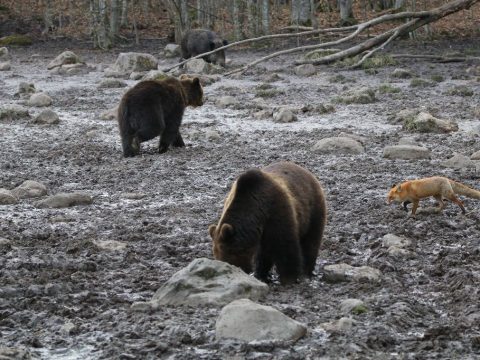 Miért várom jobban a tavaszt, mint a nyarat?