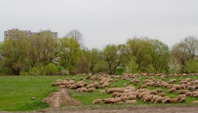 Öt ló ment a vágóhídra