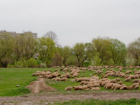 Öt ló ment a vágóhídra