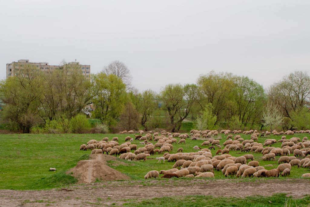 Öt ló ment a vágóhídra