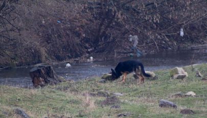 15 évet kapott a kannibál