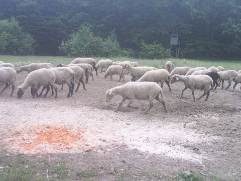 Vaddisznókárok várhatók