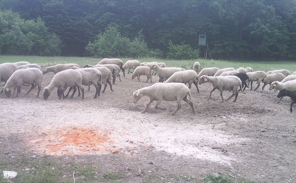 Vaddisznókárok várhatók