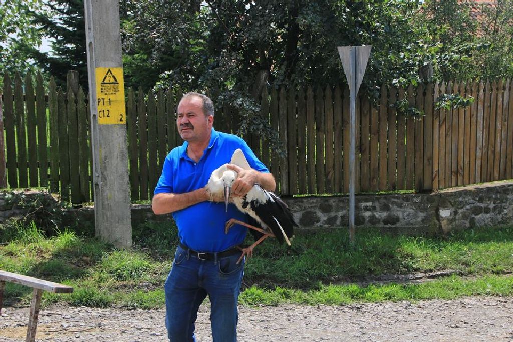 Gólyamentés Kálnokon