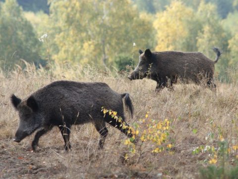 Terjed a sertéspestis