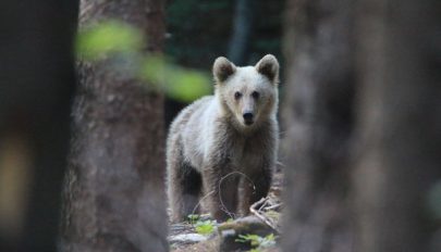 Üzekedő őzek helyett medvék