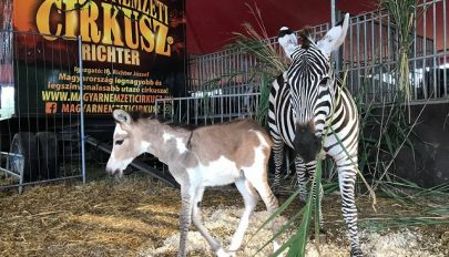 Zebraszamár született a budapesti cirkuszban