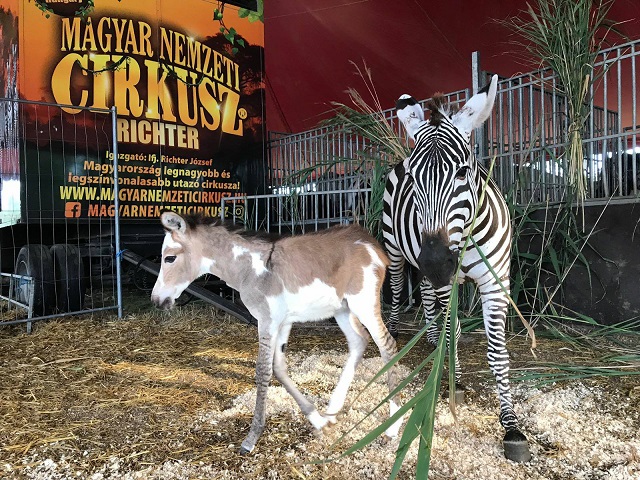 Zebraszamár született a budapesti cirkuszban