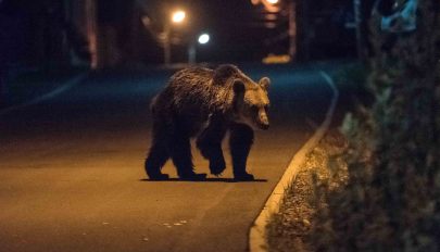 Medvék Tusnádfürdőn: újabb két ember került kórházba