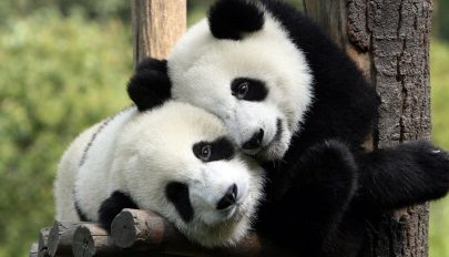 Nem tudja a panda, hogy ikrei születtek