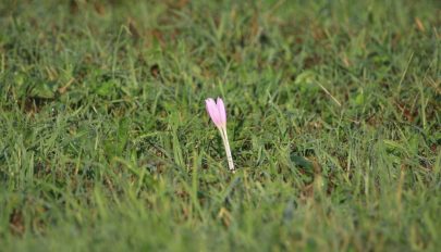 Őszike – a nyári szünidő búcsúztatója