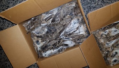 Több mint 2500 védett madár teteme került elő egy román autóból Magyarországon