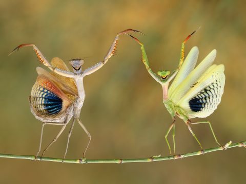 Az ötödik Transnatura