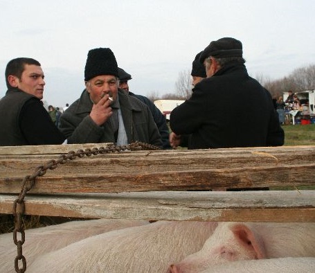 Bellértől malacot ne vegyünk!