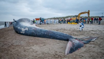 Hatalmas bálnatetemet sodort partra a tenger Belgiumban