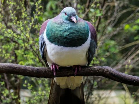 Részegeskedő galambfaj lett az év madara Új-Zélandon