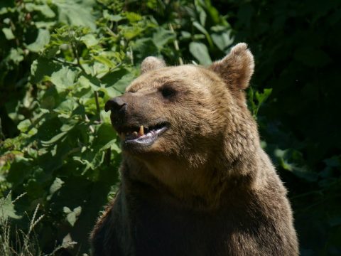 Saját udvarukon támadt rájuk a medve