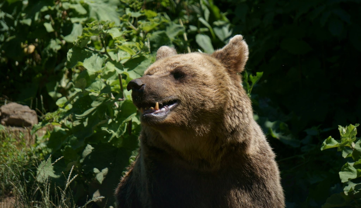 Saját udvarukon támadt rájuk a medve