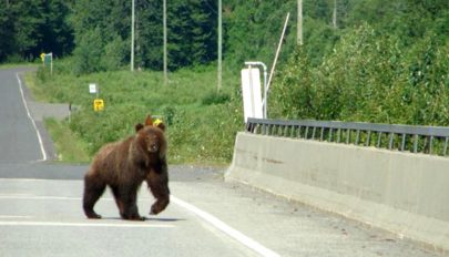 Elgázoltak egy medvét az országúton Ozsdola és Tulnici között
